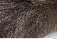 raccoon fur 0008